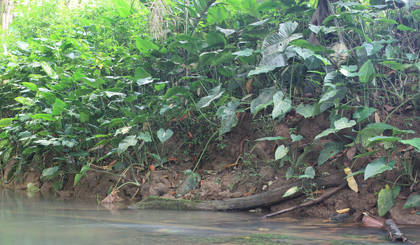 Еще один крупный неописанный наукой шизматоглоттис (Schismatoglottis sp.) на берегу реки Sedian. Bau, Sarawak, Borneo
