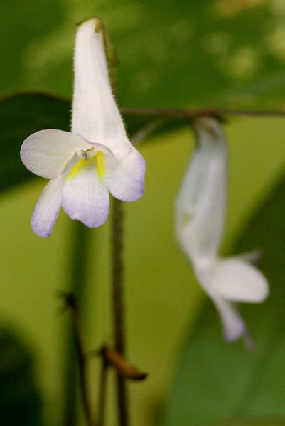 Цветение хенкелии (Henckelia platypus) в домашней теплице