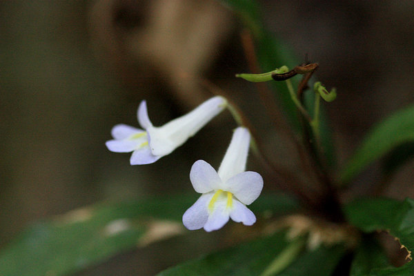 Цветение хенкелии (Henckelia platypus), Саравак, Борнео