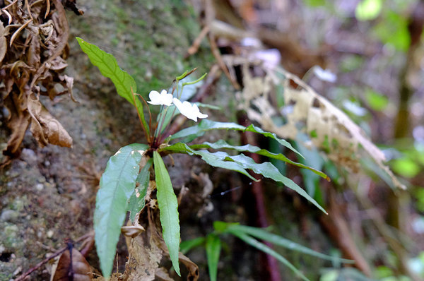 Henckelia platypus, Santubong, Sarawak, Borneo