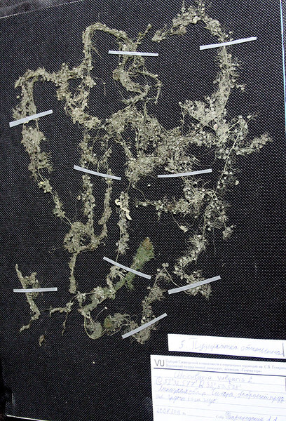 Пузырчатка обыкновенная (Utricularia vulgaris) - очень сложный объект для изготовления гербария.
