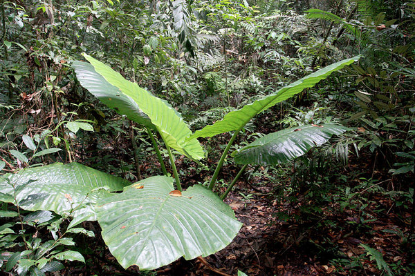 одно из самых крупных растений семейства Ароидные - Алоказия мощная (Alocasia robusta), Саравак, Борнео.