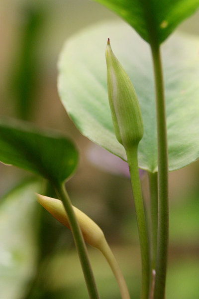 Фуртадоа суматранская (Furtadoa sumatrensis) с соцветиями в палюдариуме.