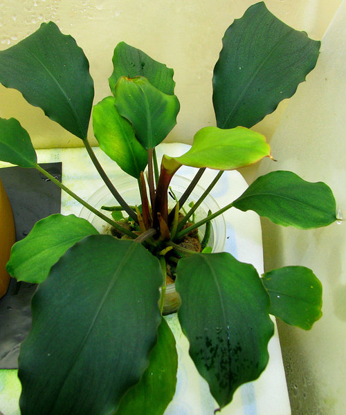 Максимальный размер хоттарума усеченного (Hottarum truncatum) при надводном содержании.