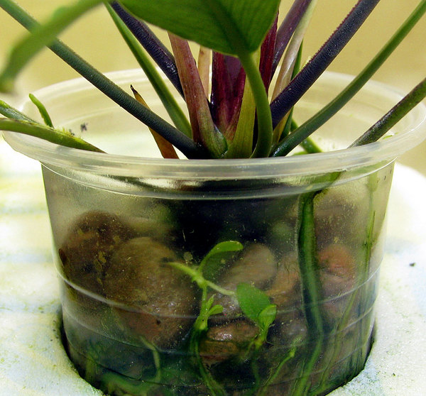 Детки на концах корней у хоттарума усеченного (Hottarum truncatum).
