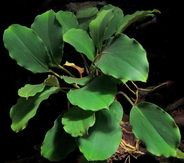 Хоттарум усеченный (Hottarum truncatum) в аквариуме. Растение названо в честь его первооткрывателя Мицуру Хотта (Mitsuru Hotta).
