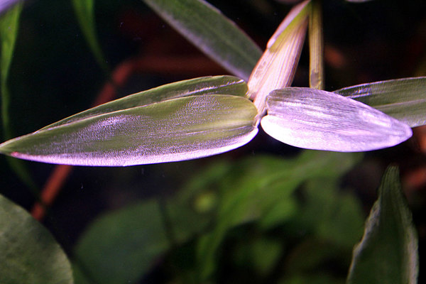 Лист гигроризы остистой (Hygroriza aristata), погруженный под воду, покрывается серебристой воздушной пленкой. 