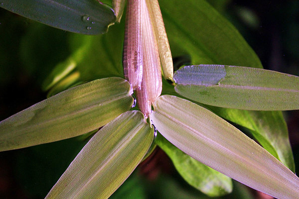 Влагалище листа у Hygroriza aristata похоже на початок кукурузы.