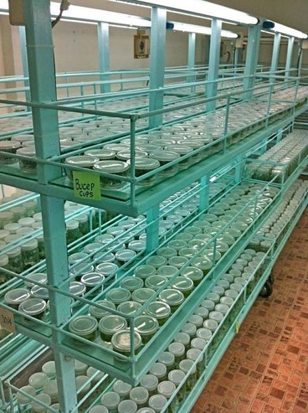 Стеллаж с буцефаландрами, выращиваемыми на питательной среде. Aquatic Plant Centre Thailand 