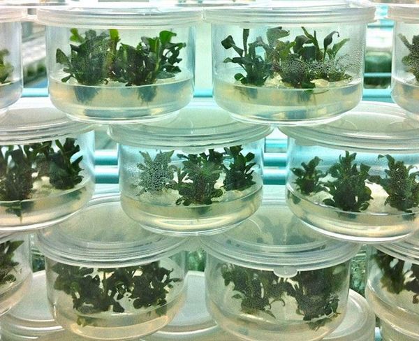 Буцефаландры in vitro. Aquatic Plant Centre Thailand
