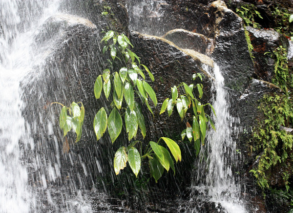 Гетероаридарум борнейский (Heteroaridarum borneense). Еще до 2018 года растение называлось Аридарумом, но ничего не поделаешь, нужно привыкать к новым названиям. Гетероаридарум борнейский является эндемиком небольшого округа Matang, на территории которого и располагается национальный парк Kubah.