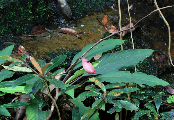 Ooia glans, Kubah NP, Sarawak, Borneo