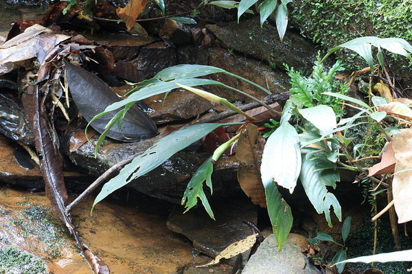 Schismatoglottis multiflora, Kubah National Park, Sarawak, Borneo