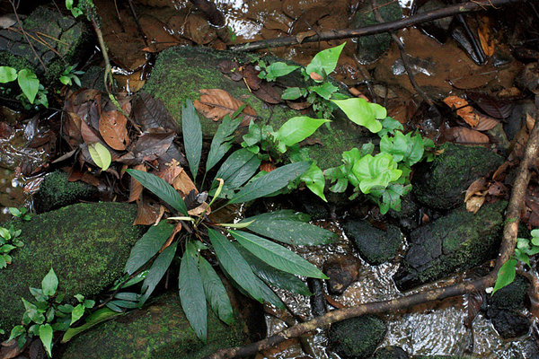 Schismatoglottis multiflora, Kubah NP