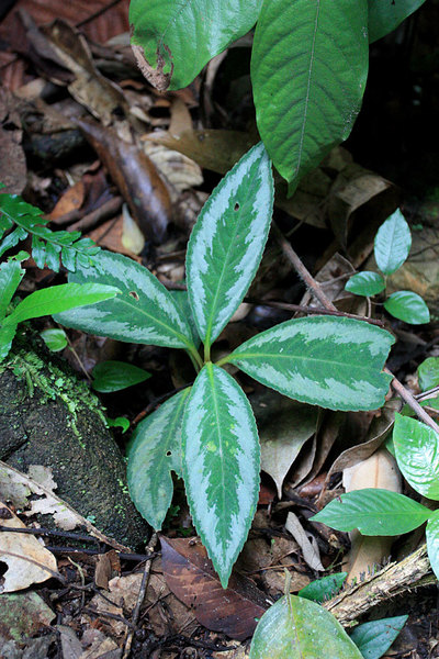 Неидентифицированное растение (unknown plant), Kubah NP, Sarawak
