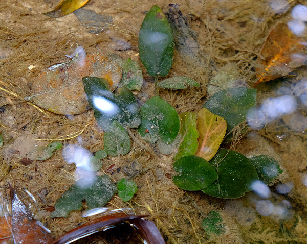 Barclaya motleyi, в ручье, Bau, Sarawak, Borneo
