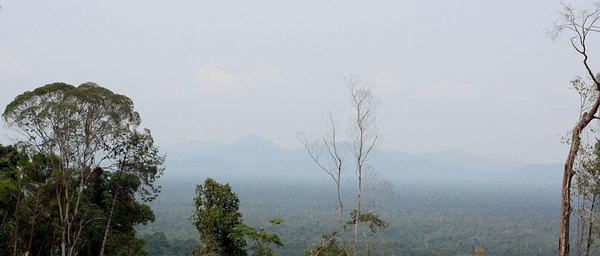 Бескрайние просторы тропических лесов, район Simunjan, Саравак, Борнео