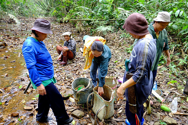 Местное население Борнео до сих пор занимается натуральным хозяйством. Эти женщины собирают меланий в ручье. Эти улитки на Калимантане используются в пищу