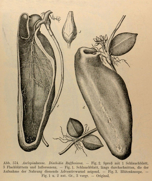 Видоизмененные листья Дисхидии на иллюстрации из книги "Handbuch der Systematischen Botanik"