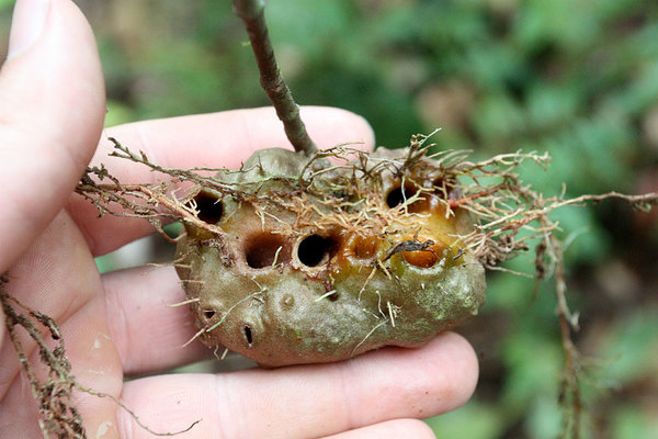 Hydnophytum formicarum, Bau, Sarawak, Borneo