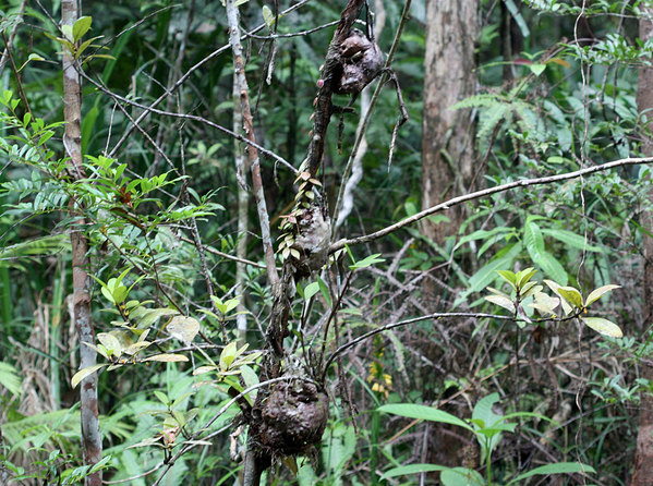 Скопление гиднофитума (Hydnophytum formicarum) на небольшом кустарнике, Бау, Саравак, Борнео