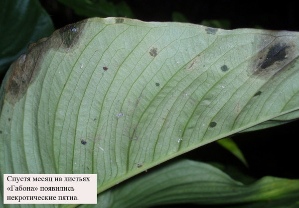ANubias sp. Gabon. Некротические пятна на листьях. Прошло 4 месяца после начала эксперимента
