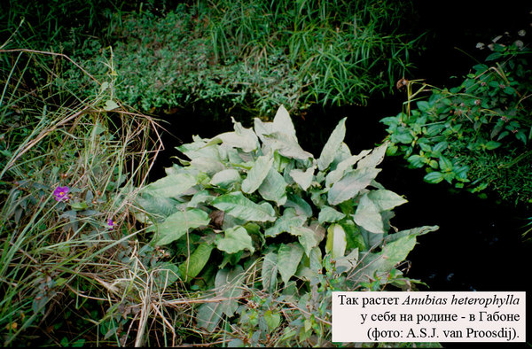 Anubias heterophylla в местах своего естественного произрастания в Габоне (Западная Африка)