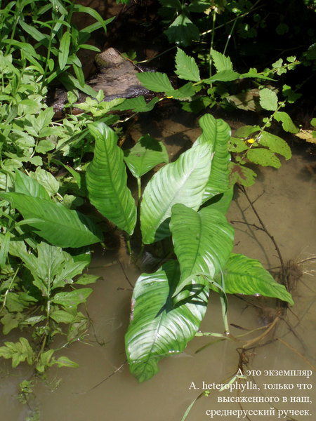 ANubias heterophylla в подмосковном ручье. Фото сделано в день высаживания