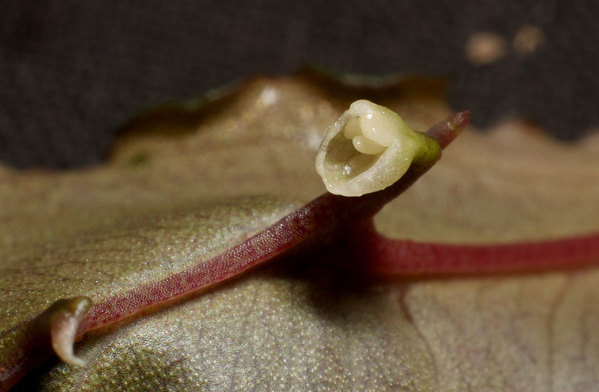 Неполноценное соцветие на центральной жилке с тыльной стороны листа у гибридной буцефаландры Bucephalandra sordidula (B. sp. Velvet Leaf) x Bucephalandra spathulifolia (B. sp. Green Saw)
