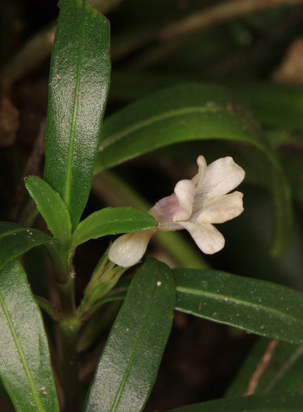 Соцветие неизвестного кустарника из семейства Акантовые (Acanthaceae) в домашнем палюдариуме