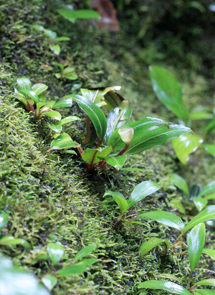 Буцефаландра колючая (Bucephalandra akantha). Borneo Highlands Resort, Sarawak, Borneo