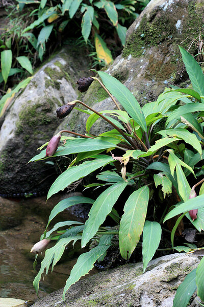 Оойя (Ooia glans) с плодами. Borneo Highlands Resort, Sarawak, Borneo