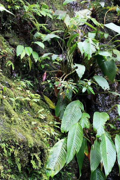Несколько крупных кустов оойи (Ooia glans) росло непосредственно на отвесной стене водопада