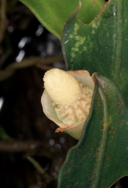 Соцветие буцефаландры колючей (Bucephalandra akantha). Своим названием это растение обязано ярко выраженным рогам на тычинках. На этой фотографии также можно увидеть многочисленные пятна на листьях, которые свидетельствуют о фитопатологиях природных экземпляров 
