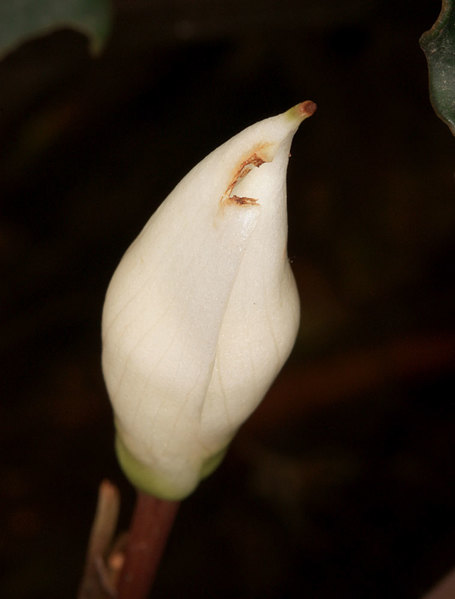 Соцветие буцефаландры колючей (Bucephalandra akantha) на начальной стадии цветения. Сущность видового эпитета растения пока скрыта покрывалом