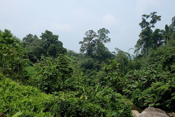 Тропический лес. Puncak Borneo Resort, Sarawak, Borneo