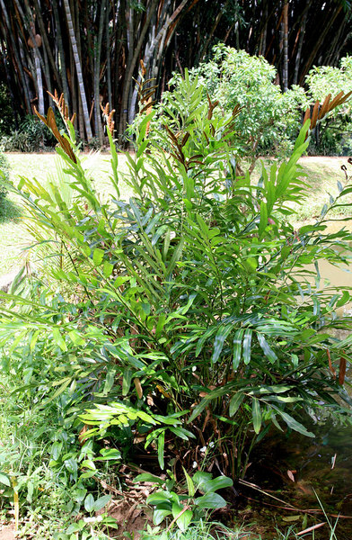 Болотный папоротник (Acrostichum aureum) в природе является обитателем мангровых болот.