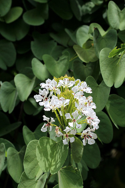 Цветение Баухинии сизой (Bauhinia glauca). Растения рода Bauhinia легко отличить по двудольной листовой пластине, напоминающей крылья бабочки.