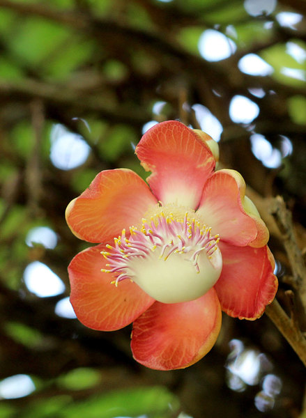 Соцветие Курупиты гвианской (Couroupita guianensis). Дерево было интродуцировано на Шри-Ланку в 1881 году из Британской Гвианы.