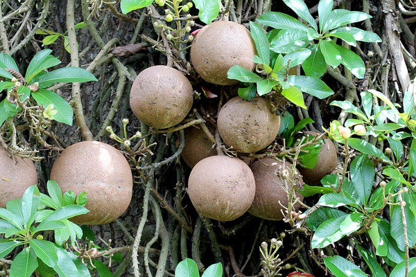 Плоды Курупиты гвианской (Couroupita guianensis). Каждое дерево может одновременно иметь до 150 плодов.