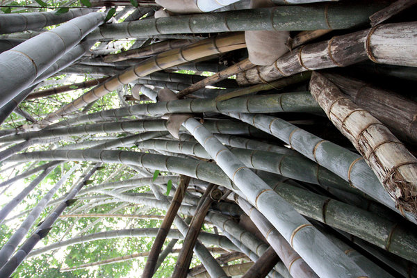 Гигантский бамбук (Dendrocalamus giganteus) родом из Юго-Восточной Азии является самым крупным бамбуком.