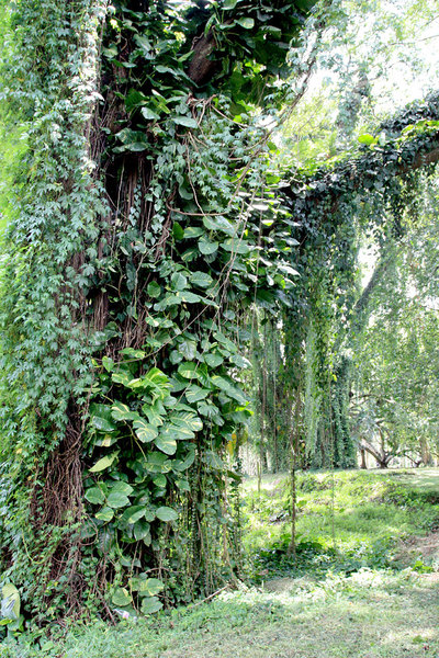 Несмотря на то, что родиной Эпипремнума золотистого (Epipremnum aureum) является Французкая Полинезия, это растение часто можно встретить на Шри-Ланке, причем не только в ботаническом саду, но и просто свисающим с мостов через небольшие речушки.