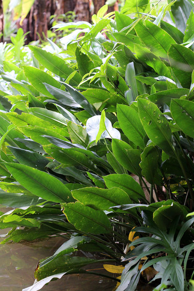 Еще одна делянка лагенандры (Lagenandra sp.). В этом случае растение расположилось в тени небольшой бамбуковой рощицы. Из-за притененности листья лагенандры отличаются более здоровым и сочным видом, по сравнению с экземплярами, расположенными на открытой местности.