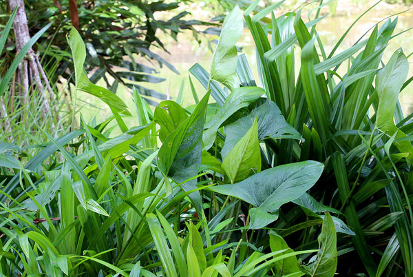 Неотенная форма Лазии колючей (Lasia spinosa) отличается нерассеченной листовой пластиной вне зависимости от возраста или размеров растения. Именно такая форма Лазии чаще всего встречается в водоемах Шри-Ланки.