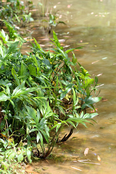 Обычная форма Лазии колючей (Lasia spinosa). Несмотря на сравнительно небольшие общие размеры, почти все экземпляры имеют рассеченную листовую пластину.