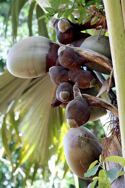 Некоторые плоды Сейшельской пальмы (Lodoicea maldivica) способны достигать массы свыше 45 кг.