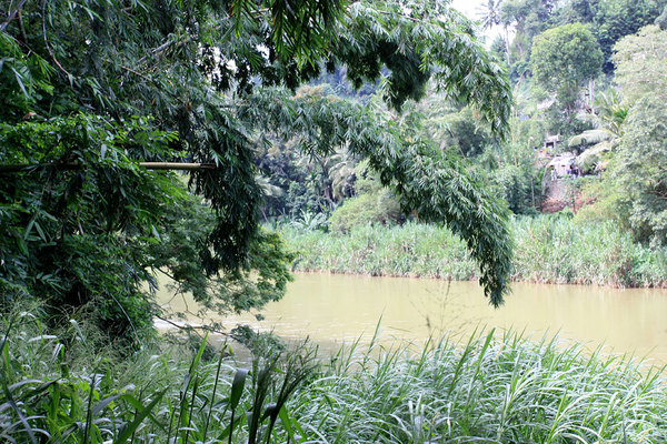 Берега реки Махавели Ганга (Mahaweli ganga) часто малодоступны из-за плотных зарослей тростника.