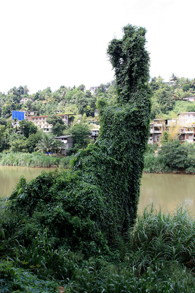 Берга крупных рек обычно яркоосвещены. Растения используют любую возможность получить хотябы часть столь необходимой для их жизнедеятельности солнечной радиации. Махавели Ганга (Mahaweli ganga). Ганга с индийского означает "крупная река".