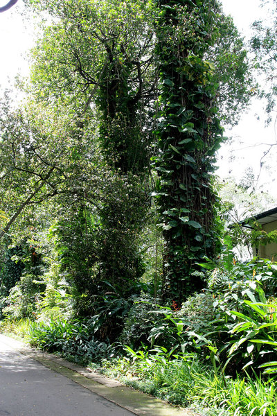 И даже обросшие папоротниками и лианами старые деревья не делают Перадению частью тропического леса.