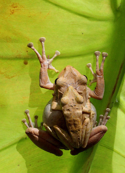 Пара пятнистых веслонога (Polypedates maculatus) притаилась на листе Тифонодорума. Этих земноводных также еще иногда называют "Индийской древесной лягушкой". В действительности, полной уверенности в видовой принадлежности у меня нет, лягушки могут оказаться и домовыми веслоногами (Polypedates leucomystax).